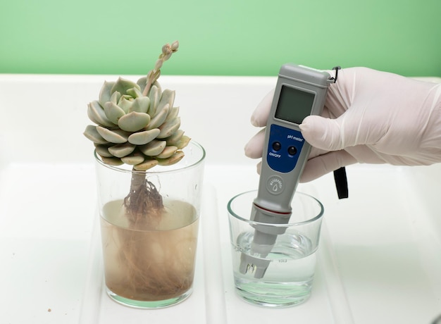 pH-mètre dans les mains avec des gants verre d'eau et plante avec racines vu sur fond blanc