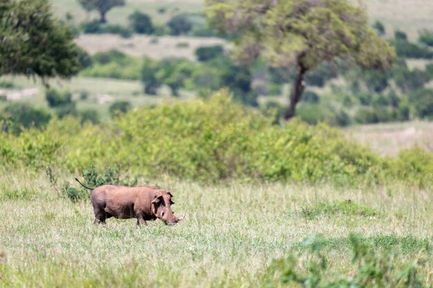 Un phacochère au milieu de la savane du Kenya