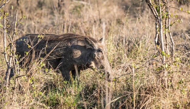 Photo phacochère phacochoerus africanus