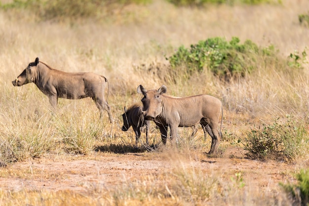 Un phacochère se dresse au milieu de l'herbe au Kenya