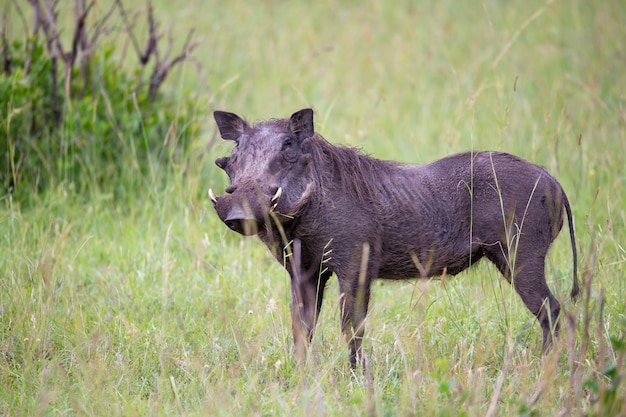 Les phacochères paissent dans la savane du Kenya