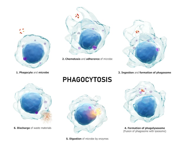 Phagocytose Le processus étape par étape du macrophage avale et tue les microbes Fond blanc isolé Concept d'immunité médicale Rendu 3D