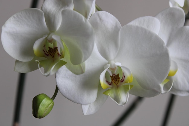 Phalaenopsis aphrodite est une espèce d'orchidée que l'on trouve du sud-est de Taïwan aux Philippines.
