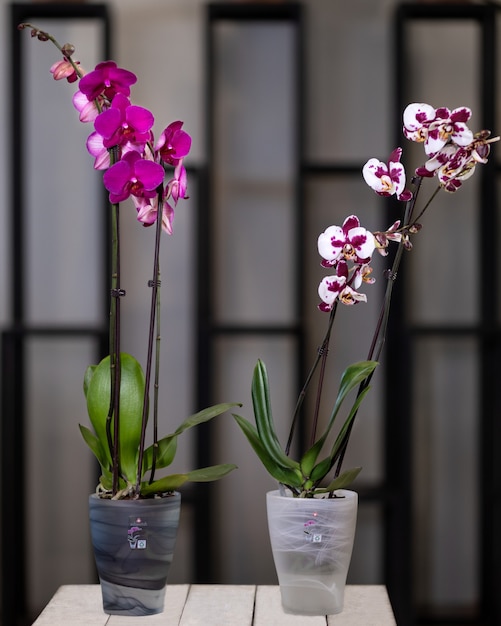 Photo phalaenopsis blanc, rose, fleurs d'orchidées papillon dans le pot