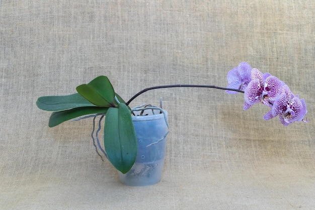Photo phalaenopsis dans un poy transparent sur un fond de lin une orchidée de couleur violette et blanche avec de longues feuilles à tige