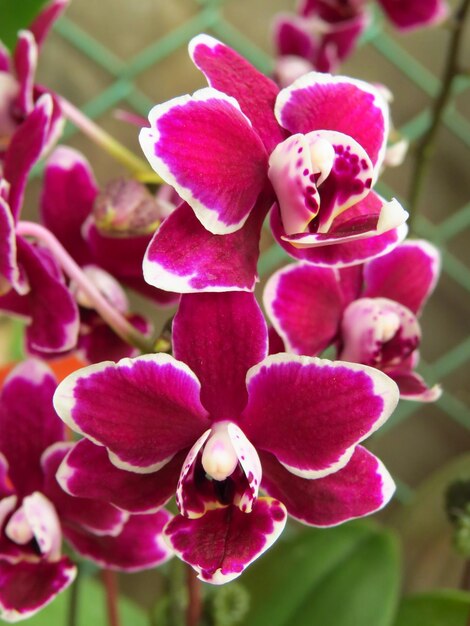 Phalaenopsis en forme de papillon