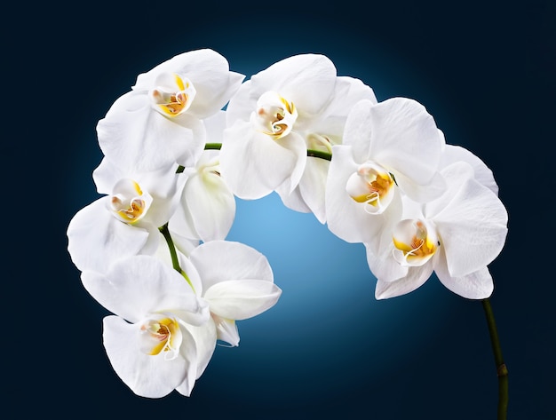 Phalaenopsis. Orchidée blanche sur fond bleu