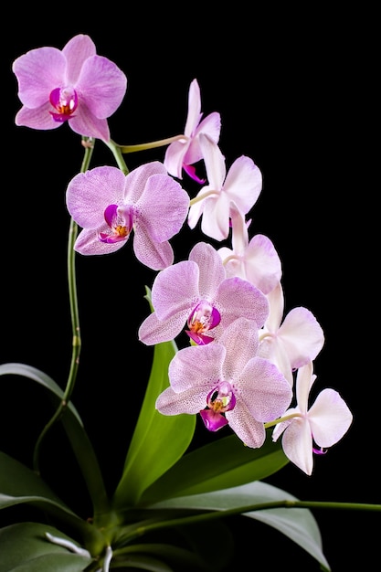 Phalaenopsis. Orchidée sur fond noir