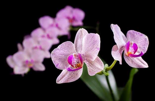 Phalaenopsis. Orchidée sur fond noir