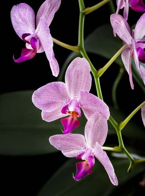 Phalaenopsis. Orchidée sur fond noir