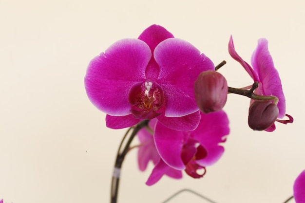 Phalaenopsis rose sur un fond clair