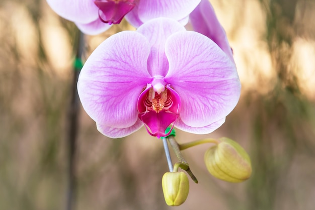 Phalaenopsis rose orchidée en fleurs, belles fleurs pourpres pour la beauté de la carte postale