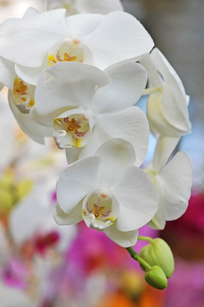 Phalaenopsis