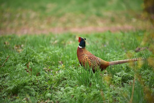 Le phasan Phasianus colchicus dans la forêt