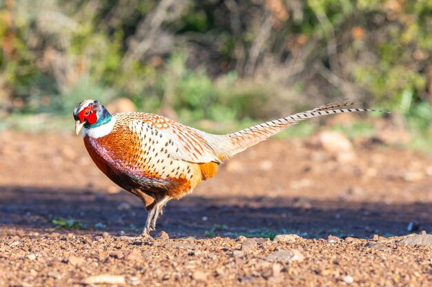 Photo le phasianus colchicus