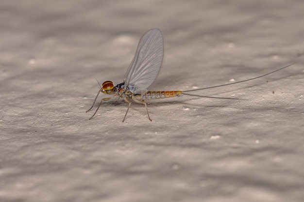 Éphémère mâle adulte de la famille des Baetidae