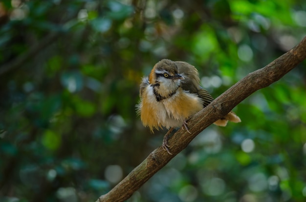 Éphéméride inférieure collée perchée sur une branche dans la nature