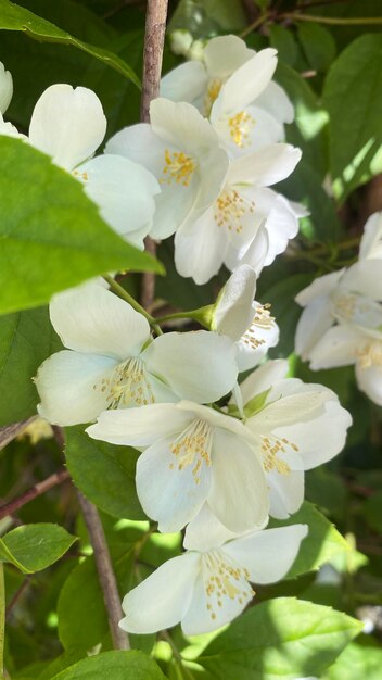 Philadelphus coronarius sweet mock orange Arbuste à fleurs blanches au parfum riche