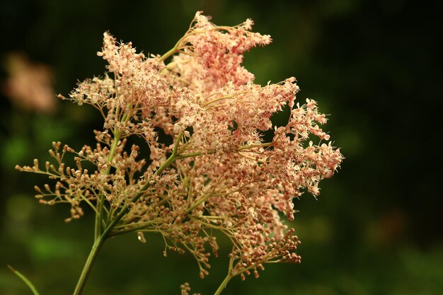 Photo la philindule en fleurs