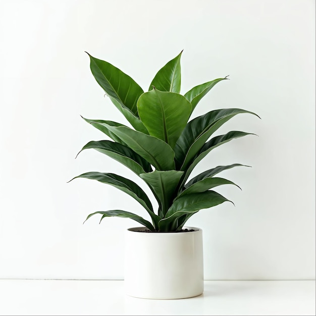 Philodendron Gloriosum dans un pot blanc