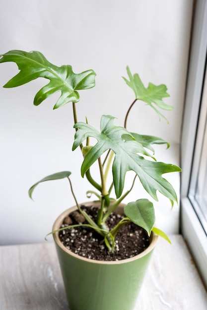 Philodendron Mayo à l'intérieur de la maison Feuilles sculptées d'une plante d'intérieur dans un pot