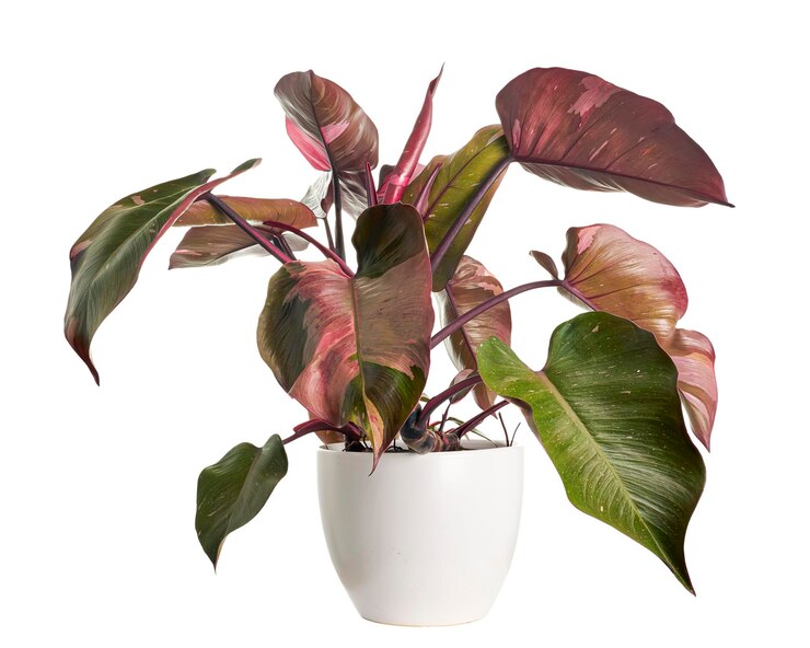 Photo philodendron pink princess plante en pot isolé sur fond blanc, avec un tracé de détourage