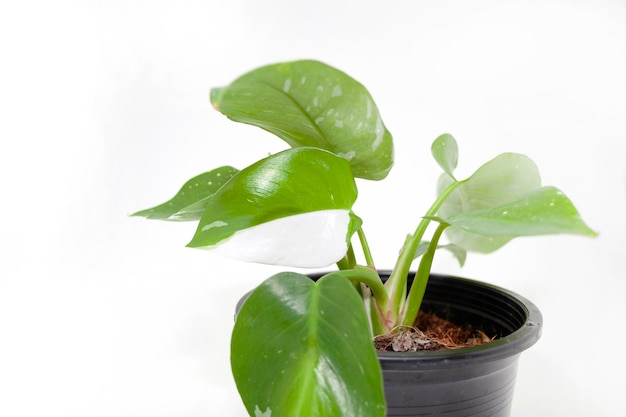 Philodendron princesse blanche arbre vert en fond blanc