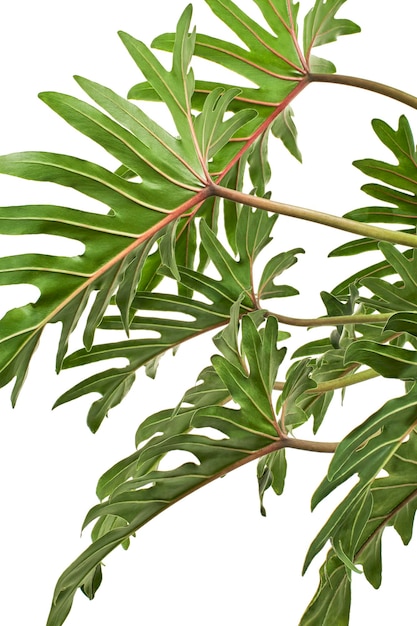 Philodendron Xanadu, feuilles de Xanadu isolées sur fond blanc, avec un tracé de détourage