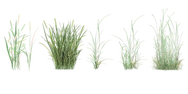 Phleum pratenses collection d'herbe simple avec un style réaliste