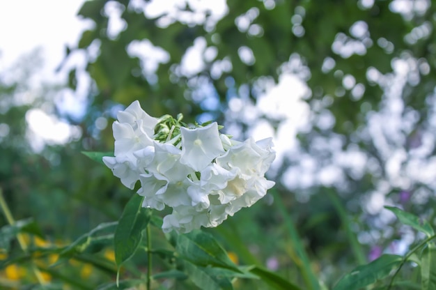 Des phlox blancs fleurissent dans le parc d'été.