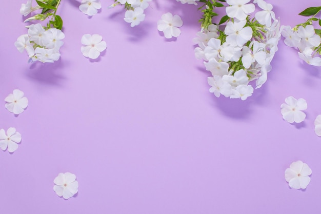 Phlox blancs sur fond de papier de couleur