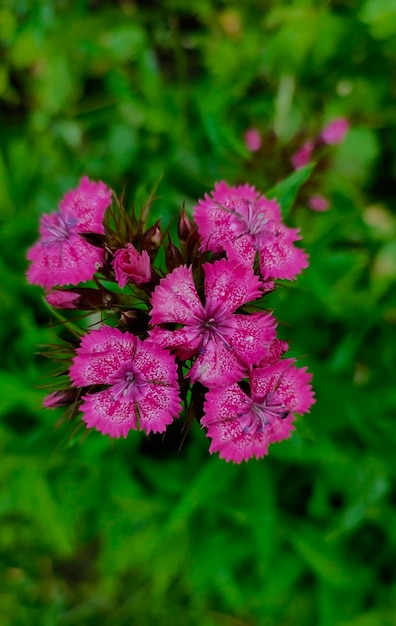 Phlox en fleurs roses dans un lit de fleurs