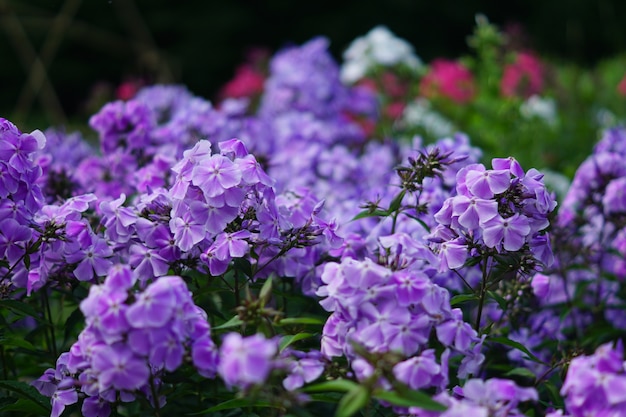 Phlox de jardin rose et violet qui fleurit de près