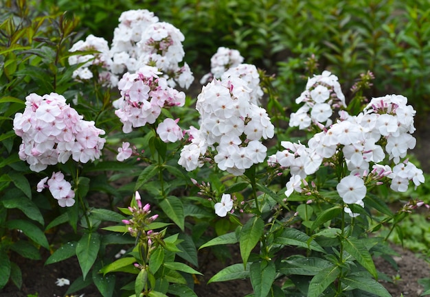 Phlox mia ruys pousse dans l'Extrême-Orient russe