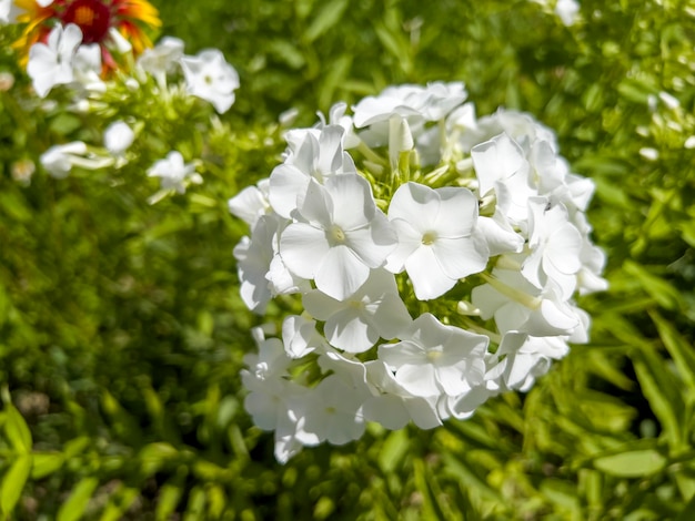 Phlox paniculata est une plante herbacée vivace une espèce du genre Phlox de la famille cyanotique