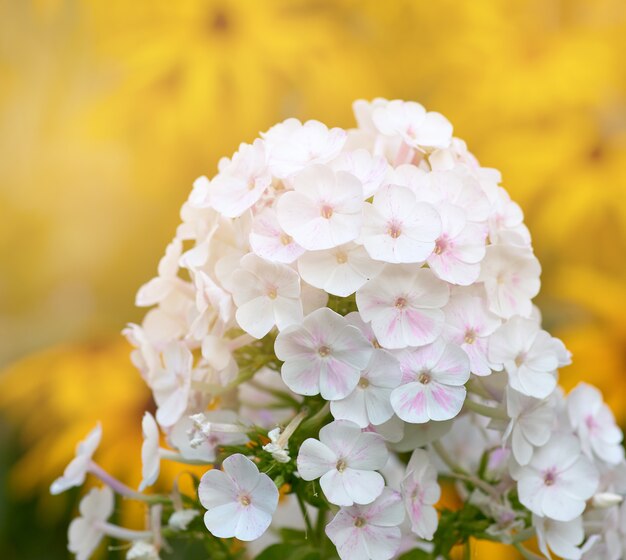 Phlox paniculata à floraison blanche est une plante vivace