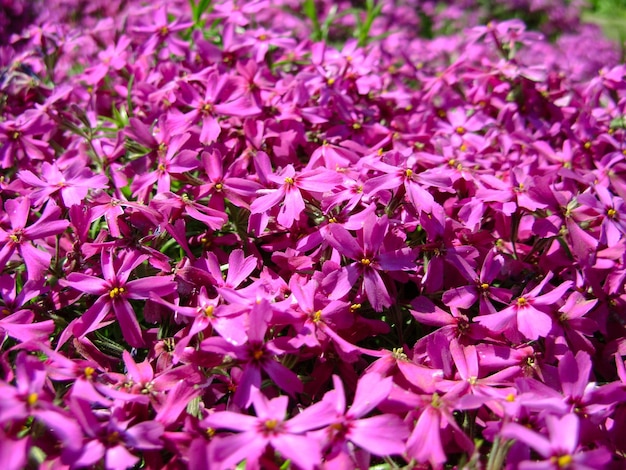 Phlox subulata moss phlox ou mountain phlox fleurs fond fleurs violettes pour fond vue de dessus ...