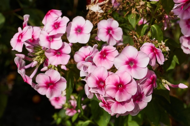 Phloxes fleurit dans le jardin d'une maison de campagne.