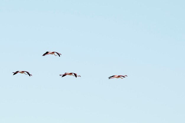 Phoenicopterus roseus - Le flamant commun est une espèce d'oiseau phénicoptériforme