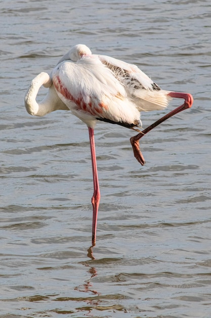 Phoenicopterus roseus oiseau dans les marais méditerranéens