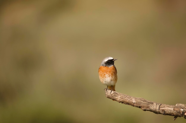 Phoenicurus phoenicurus - Le rougequeue est une espèce de passereau de la famille des Muscicapidae.