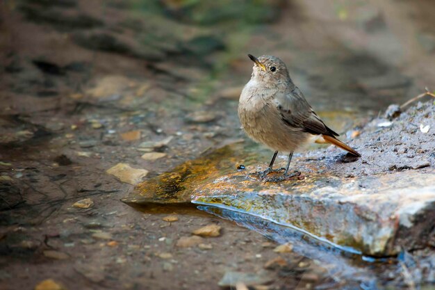 Phoenicurus phoenicurus - Le rougequeue est une espèce de passereau de la famille des Muscicapidae.