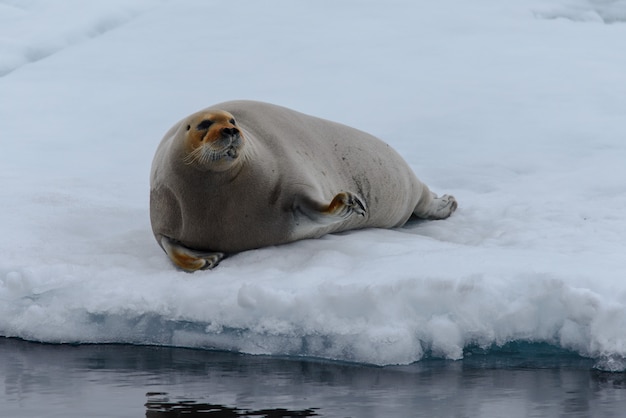 Photo phoque barbu sur la glace