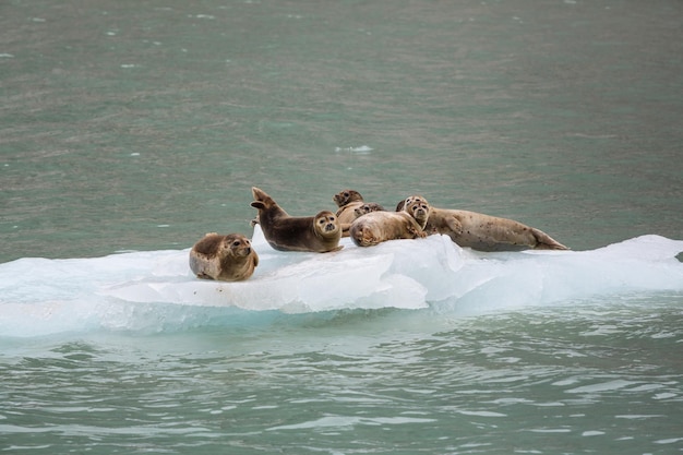 Phoque commun en Alaska, États-Unis