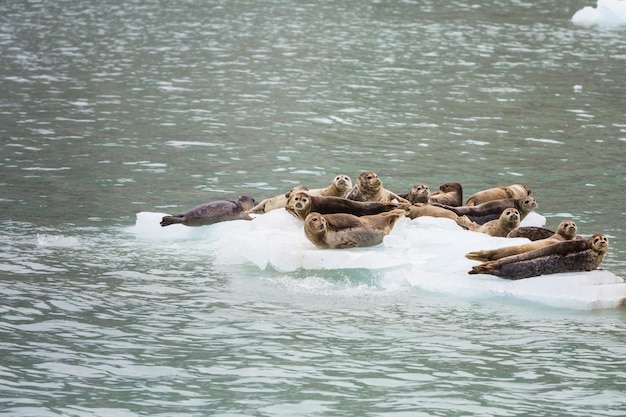 Phoque commun en Alaska