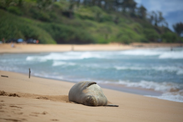 Photo phoque dormant sur la plage