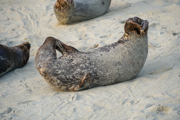 Un phoque est allongé sur le sable