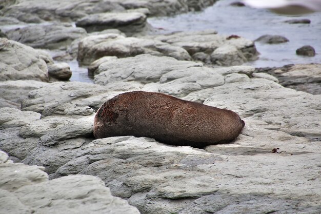 Le Phoque Fermer L'océan Pacifique à Kaikoura Nouvelle-zélande