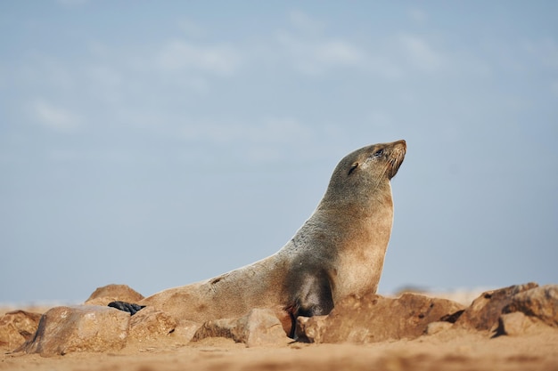 Le phoque à fourrure est sur les rochers à l'extérieur dans la faune