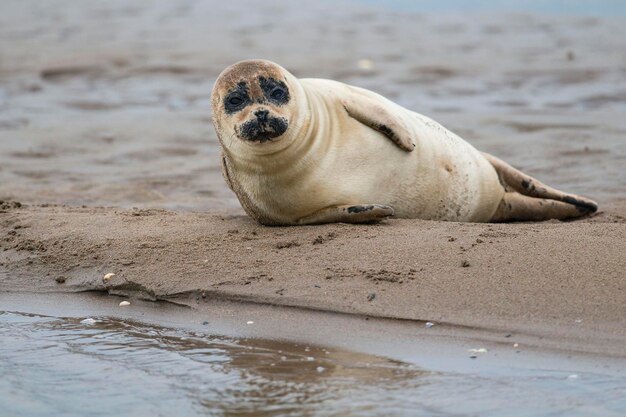 Phoque gris Halichoerus grypus Iles Farne Angleterre